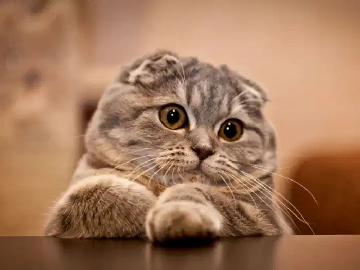 Scottish Fold 4