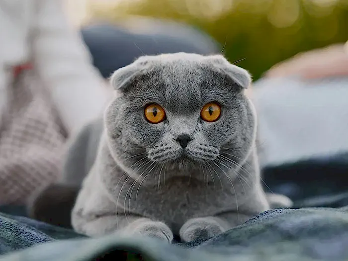 Scottish Fold 6