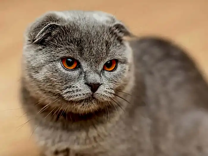 Scottish Fold 3