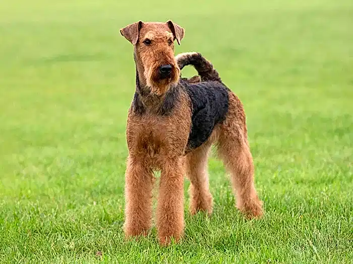Airedale Terrier