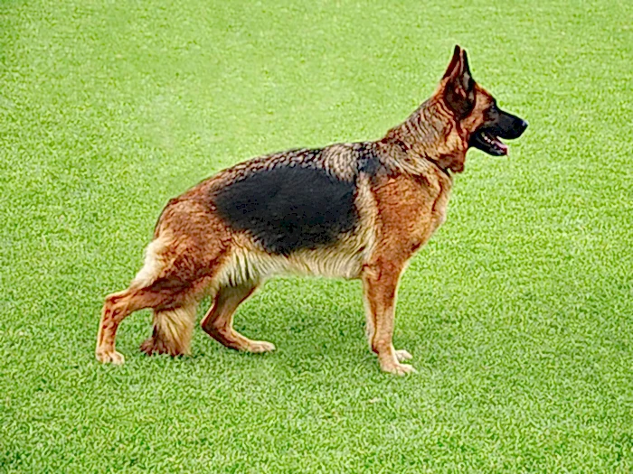 Alman Çoban Köpeği 5