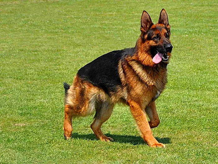 Alman Çoban Köpeği 2