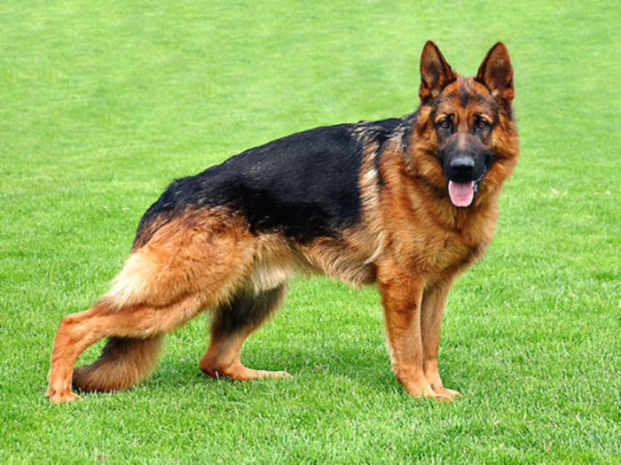 Alman Çoban Köpeği