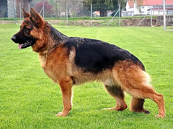 Alman Çoban Köpeği 3