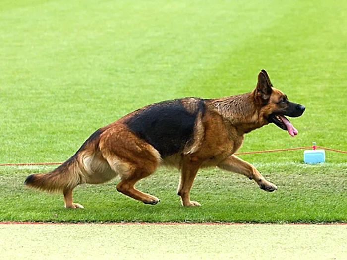 Alman Çoban Köpeği 4