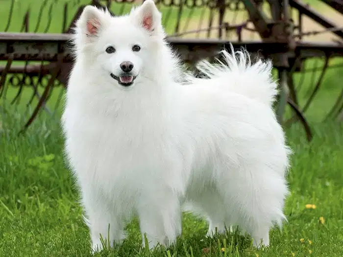 American Eskimo 1