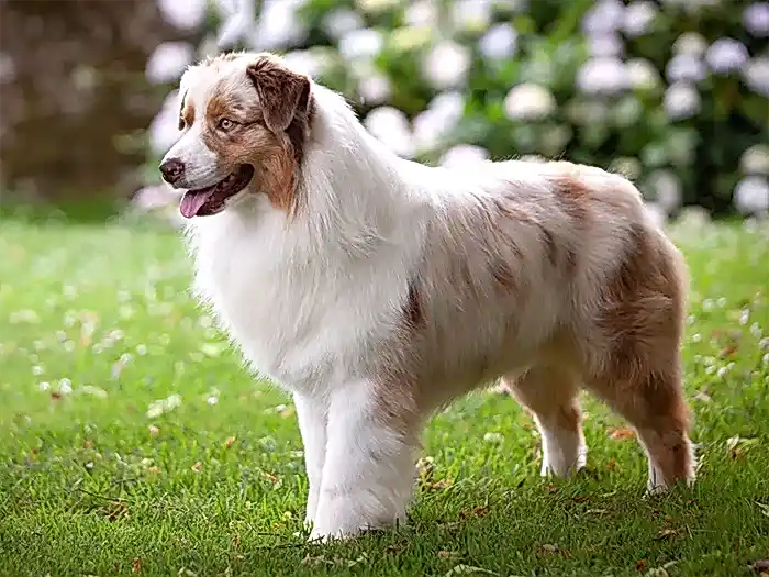 Australian Shepherd