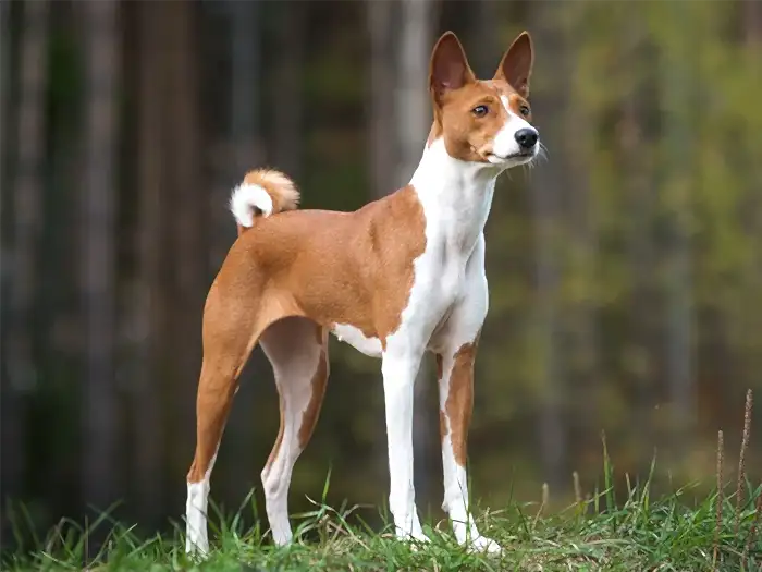 Basenji