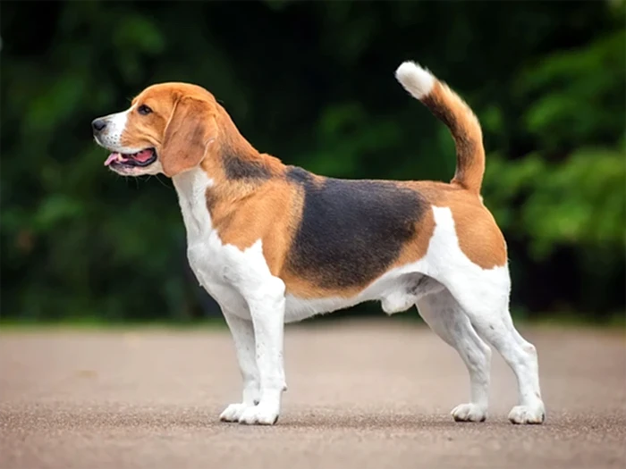 Beagle