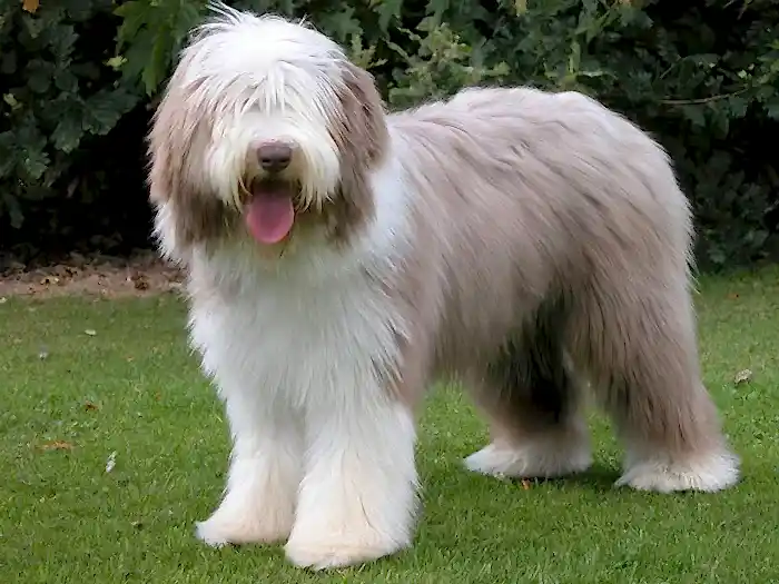 Bearded Collie 1