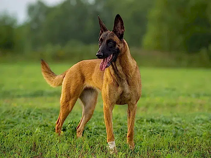 Belgian Malinois