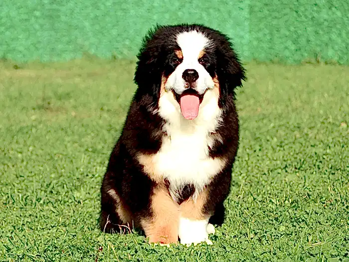 Bernese Mountain Dog