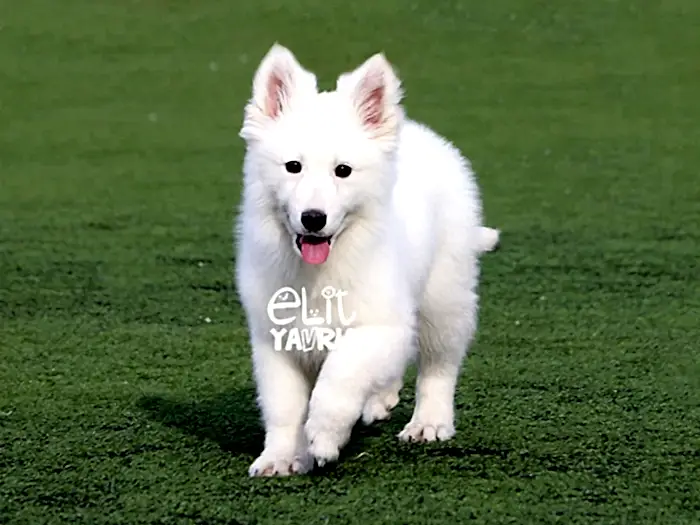 Alman Çoban Köpeği 6