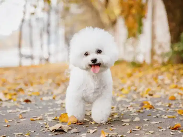 Bichon Frise