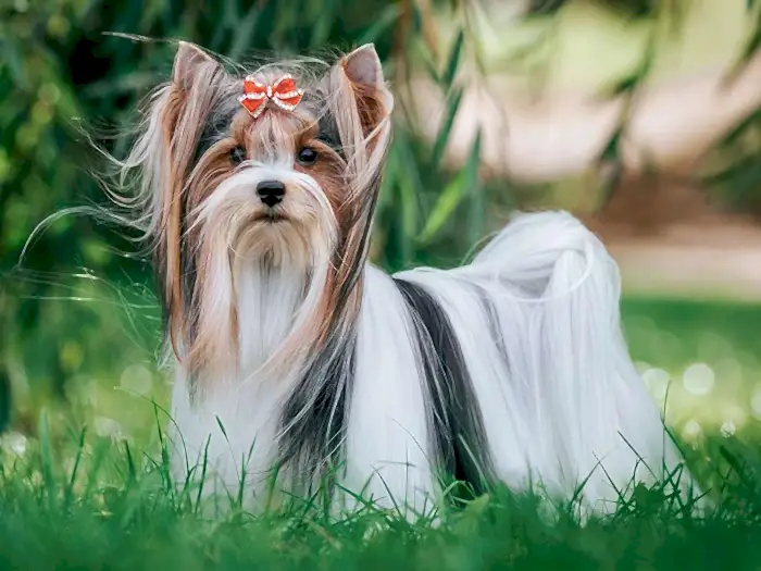 Biewer Yorkshire Terrier