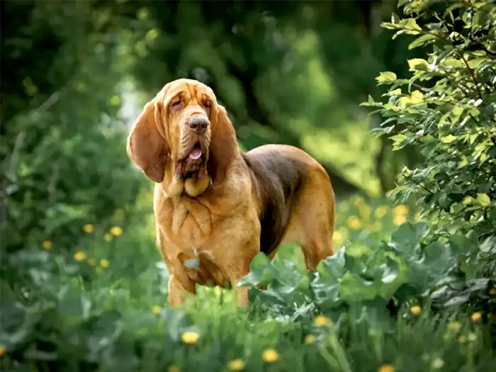 Bloodhound