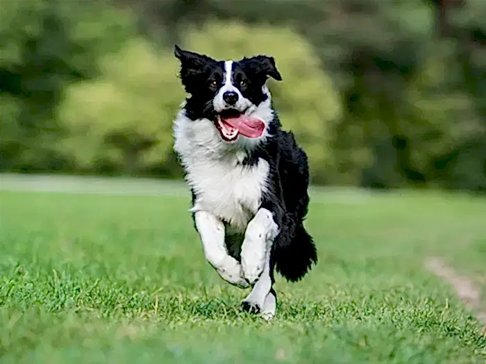 Border Collie 5