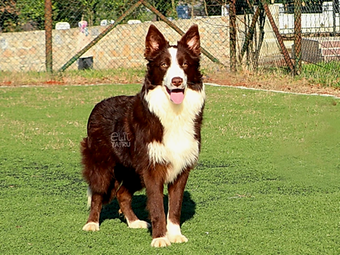 Border Collie 3