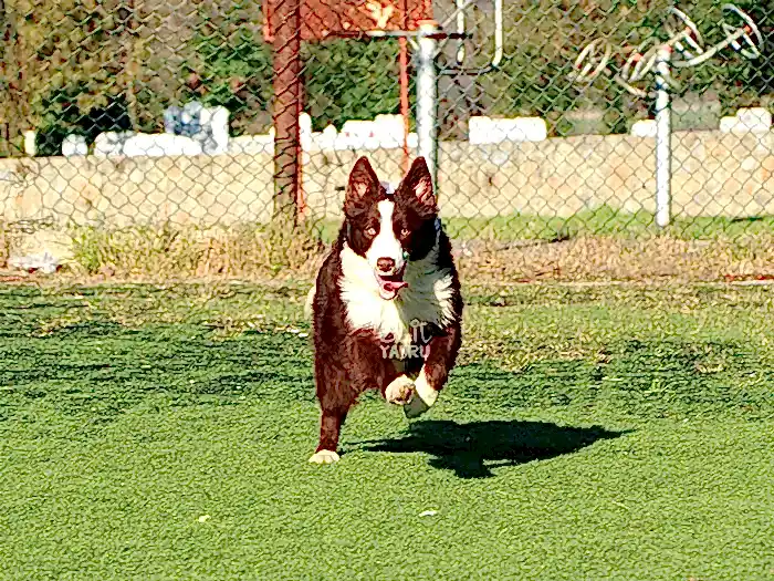 Border Collie 10