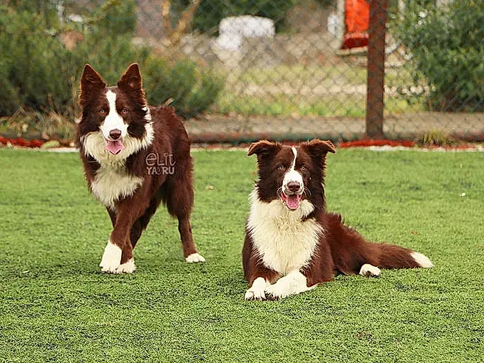 Border Collie 8