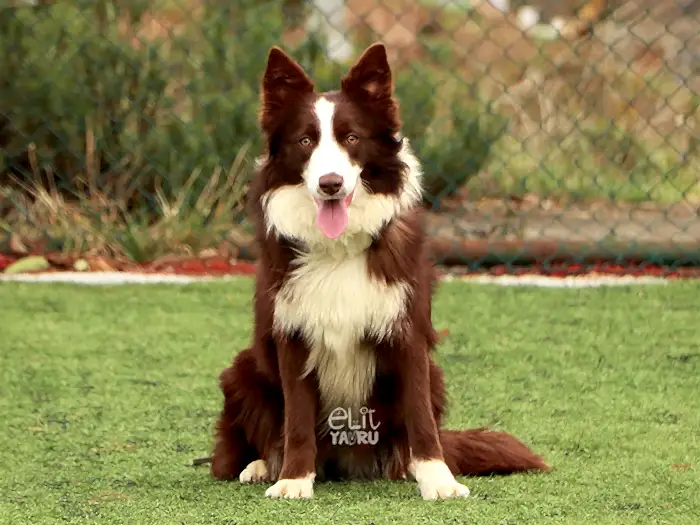 Border Collie