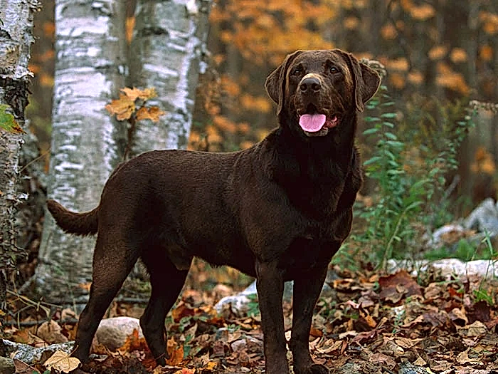 Labrador Retriever 7