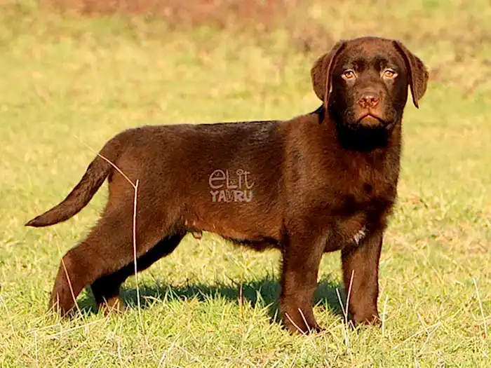 Labrador Retriever 8