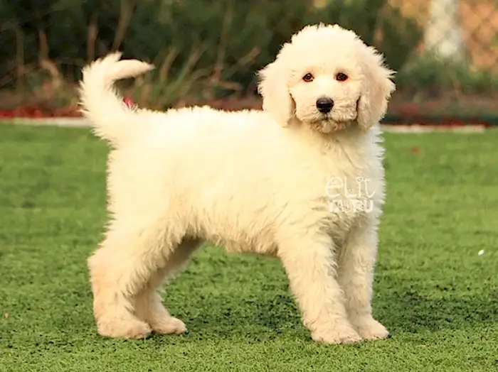 Labradoodle 2