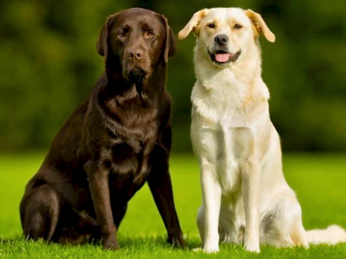 Labrador Retriever 5