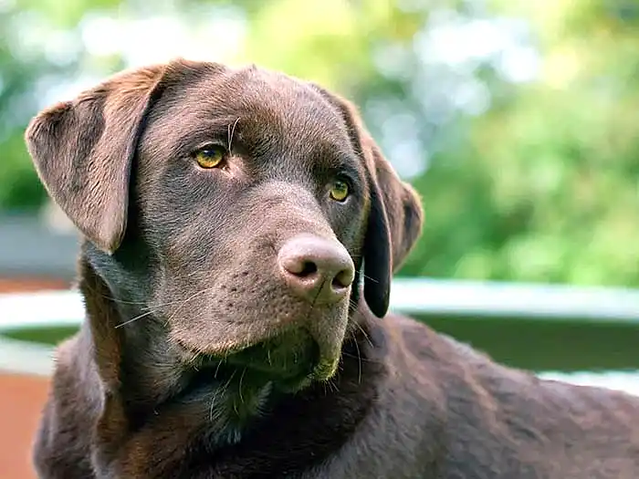 Labrador Retriever 6