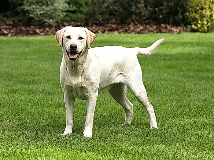 Labrador Retriever 3