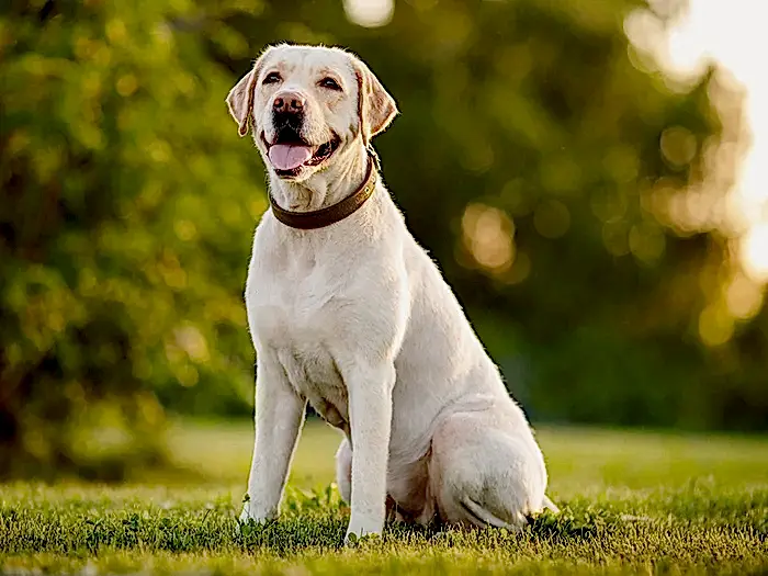 Labrador Retriever