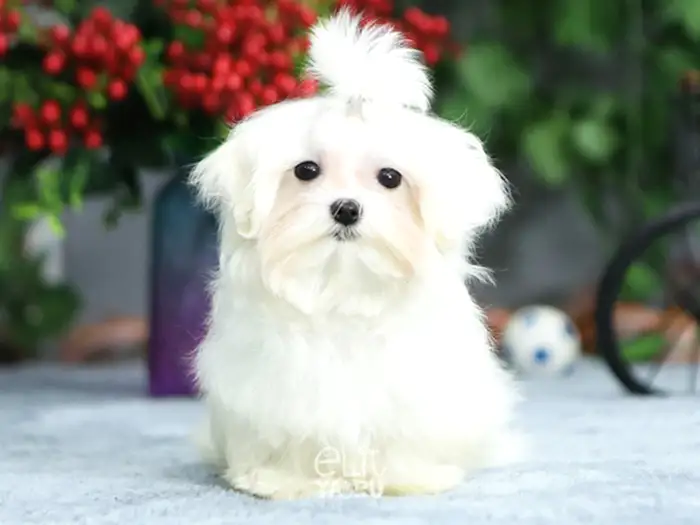 Maltese Terrier 4