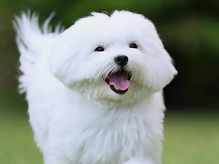 Maltese Terrier 2