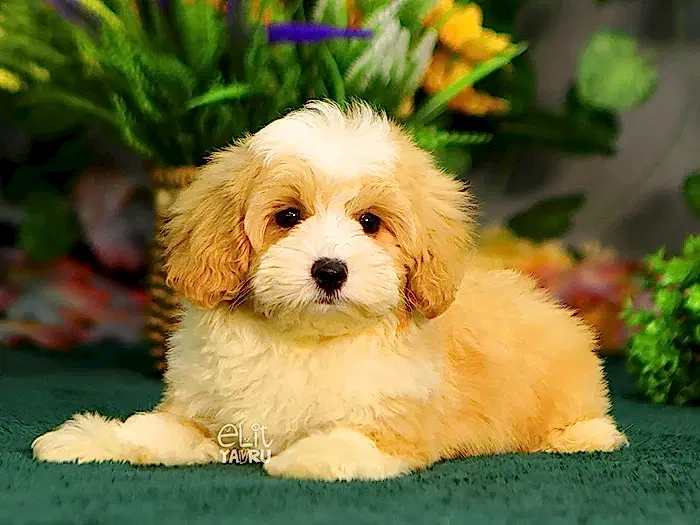 Maltipoo 5