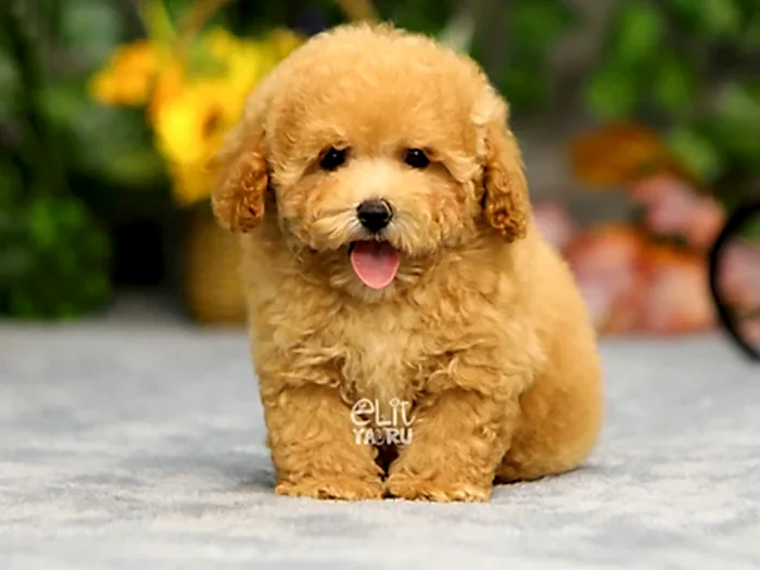 Maltipoo