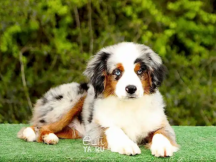 Miniature American Shepherd