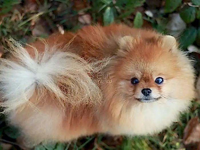  Pomeranian 7