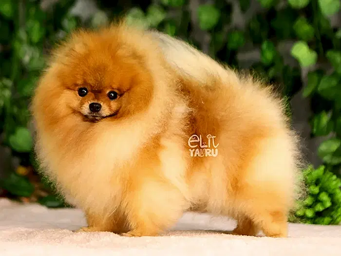 Pomeranian