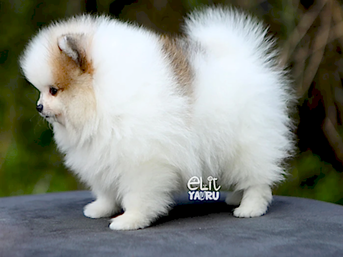  Pomeranian 1