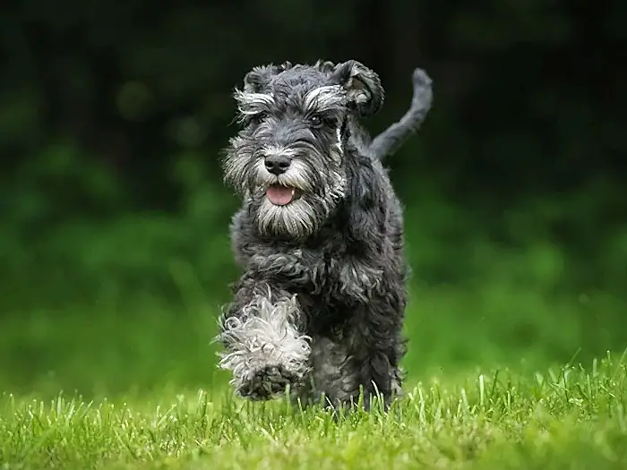 Schnauzer 6