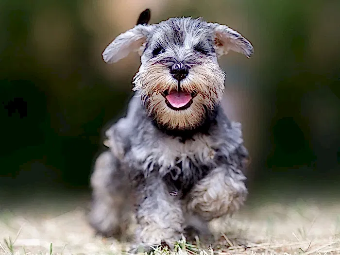 Schnauzer 3
