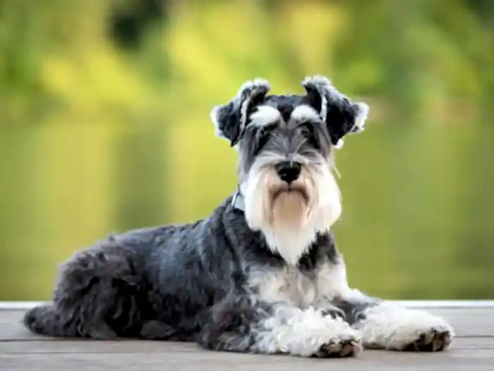 Schnauzer 2
