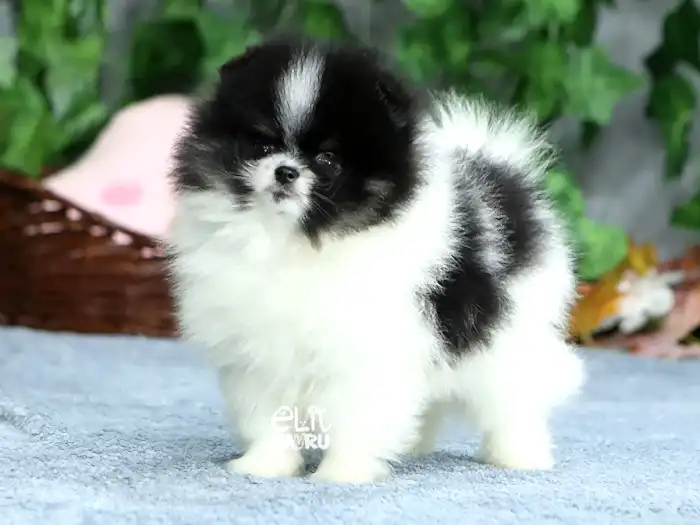  Pomeranian 3