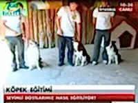 Köpek eğitimlerini Tgrt Haber'de anlattık