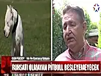 Ruhsatı olmayan Pitbull besleyemeyecek