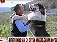 Türkiyenin en büyüğü Alabay cinsi Fifi Kanaltürk Anahaber'de