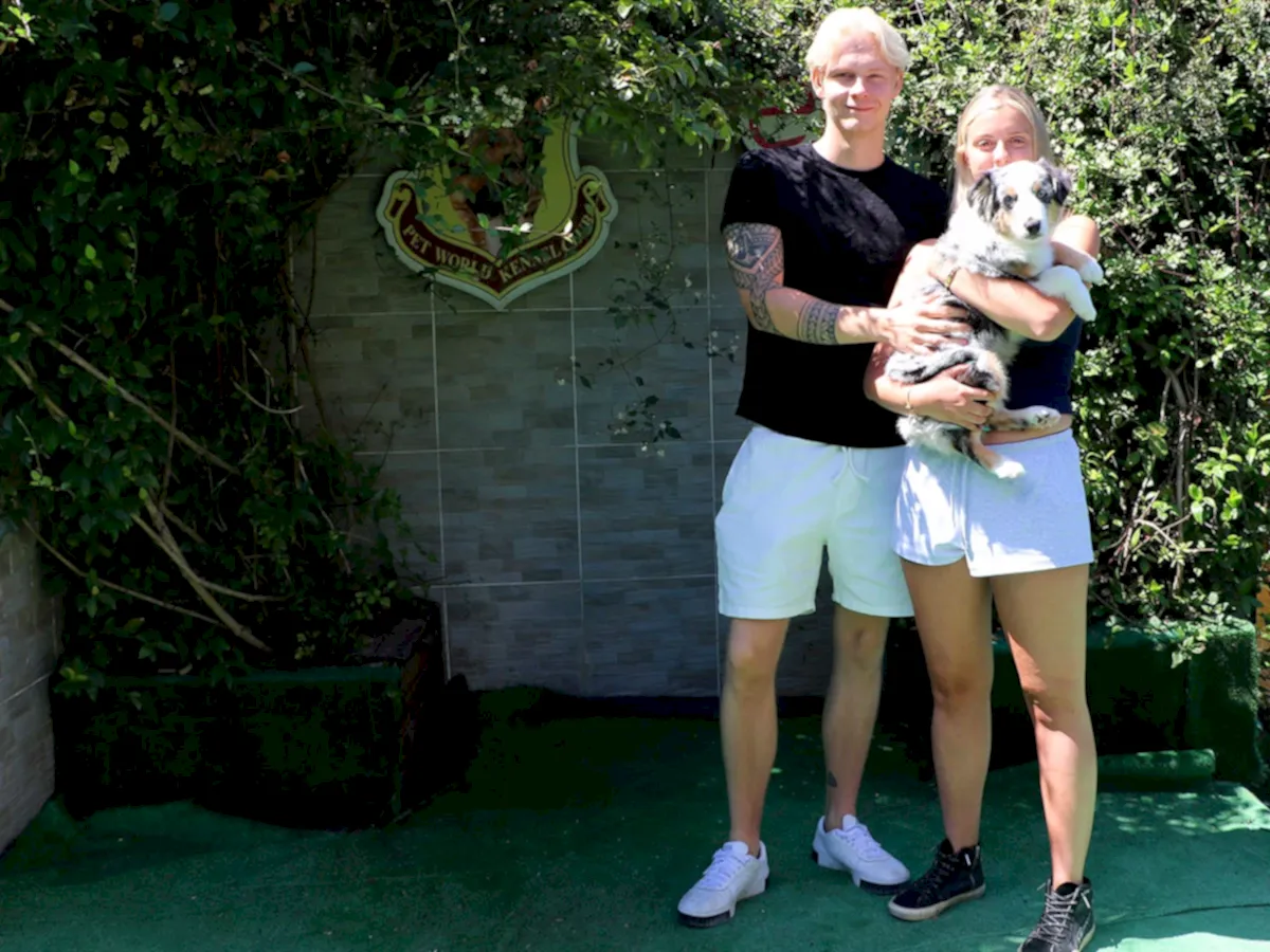 Belçika'dan Aleyna Hanım Miniature American Shepherd yavrusuna kavuştu