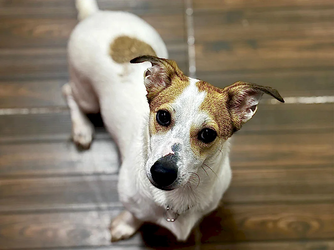 Pansiyonerlerimizden Jack Russel Sütlaç