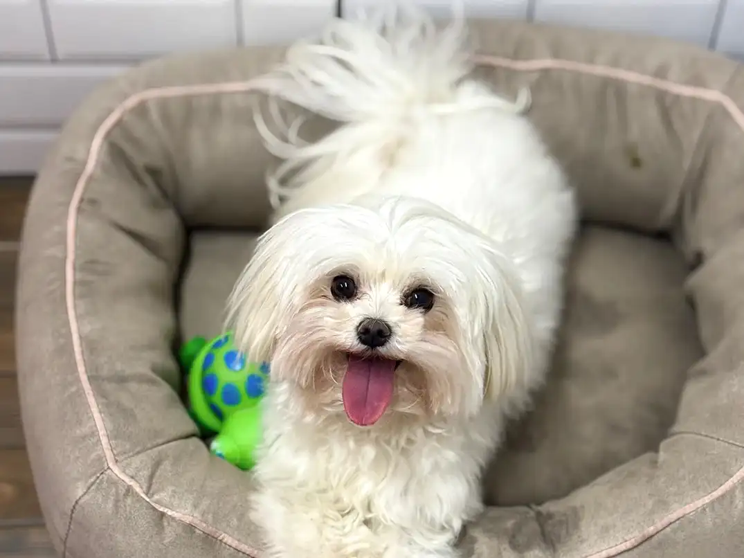 Pansiyonerlerimizden Maltese Quincy